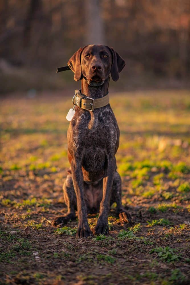 Amenities | Charlotte Pet-Friendly Apartments | The Stead